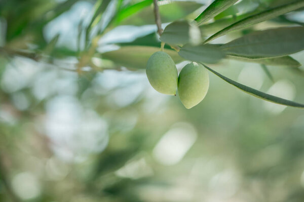 Деталь оливкового дерева с зелеными оливками.