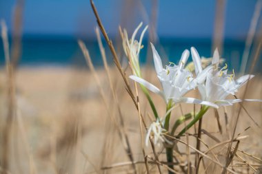 Beyaz Pancratium Maritimum Yunanistan 'ın Girit adasında sahilde.