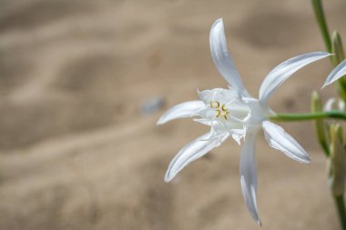 Beyaz Pancratium Maritimum Yunanistan 'ın Girit adasında sahilde.