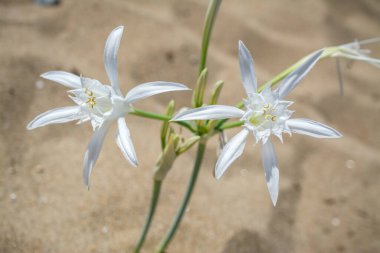 Beyaz Pancratium Maritimum Yunanistan 'ın Girit adasında sahilde.