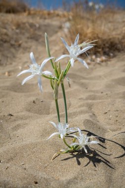 Beyaz Pancratium Maritimum Yunanistan 'ın Girit adasında sahilde.