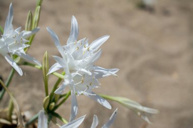Beyaz Pancratium Maritimum Yunanistan 'ın Girit adasında sahilde.
