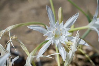 Beyaz Pancratium Maritimum Yunanistan 'ın Girit adasında sahilde.