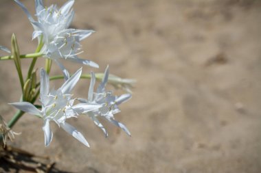 Beyaz Pancratium Maritimum Yunanistan 'ın Girit adasında sahilde.