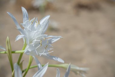 Beyaz Pancratium Maritimum Yunanistan 'ın Girit adasında sahilde.