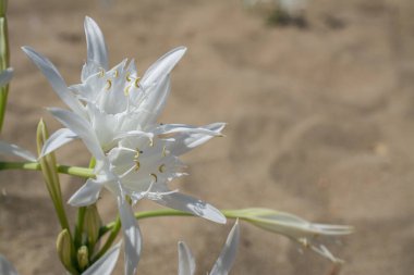 Beyaz Pancratium Maritimum Yunanistan 'ın Girit adasında sahilde.