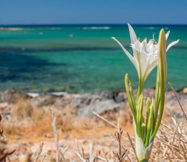 Beyaz Pancratium Maritimum Yunanistan 'ın Girit adasında sahilde.