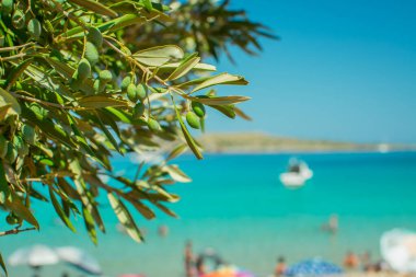 Yeşil zeytinli zeytin ağacı ayrıntıları.