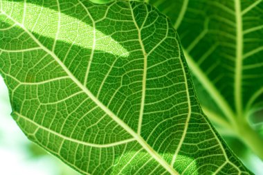 Küçük bir dalda yeşil bir incirin yakın plan fotoğrafı. 