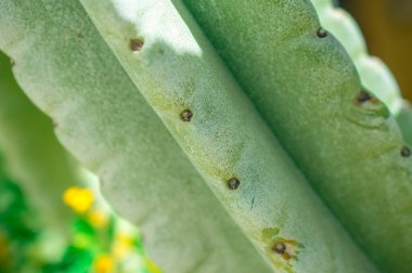 Kaktüs yaprağı dokusu dikeni, kapat.