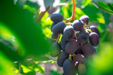 Yapraklı kırmızı şarap üzümü dalı. Hasat, üzüm..