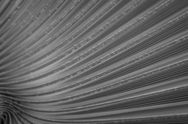 Yeşil palmiye yapraklarının dokusu