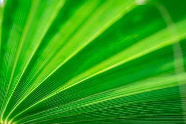Yeşil palmiye yapraklarının dokusu