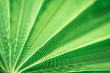 Yeşil palmiye yapraklarının dokusu