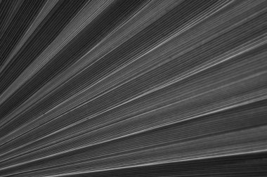 Yeşil palmiye yapraklarının dokusu