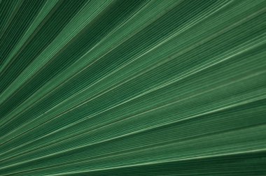Yeşil palmiye yapraklarının dokusu