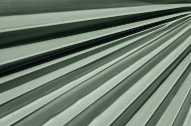 Yeşil palmiye yapraklarının dokusu