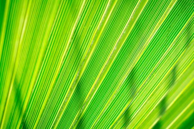 Yeşil palmiye yapraklarının dokusu