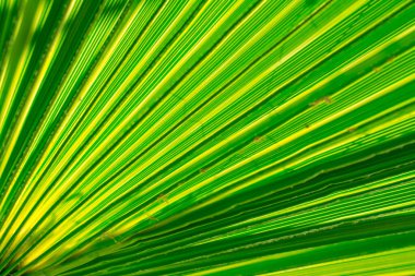 Yeşil palmiye yapraklarının dokusu