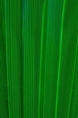 Yeşil palmiye yapraklarının dokusu