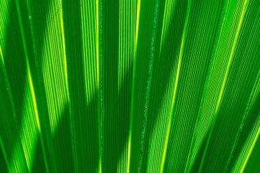 Yeşil palmiye yapraklarının dokusu