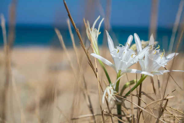 Beyaz Pancratium Maritimum Yunanistan 'ın Girit adasında sahilde.