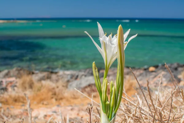 White Pancratium Maritimum Пляже Остров Крит Греция — стоковое фото