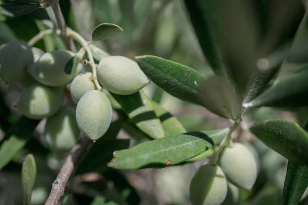 Detail Des Olivenbaums Mit Grünen Oliven — Stockfoto