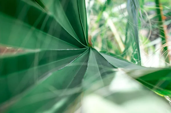 Textur Der Grünen Palmblätter — Stockfoto
