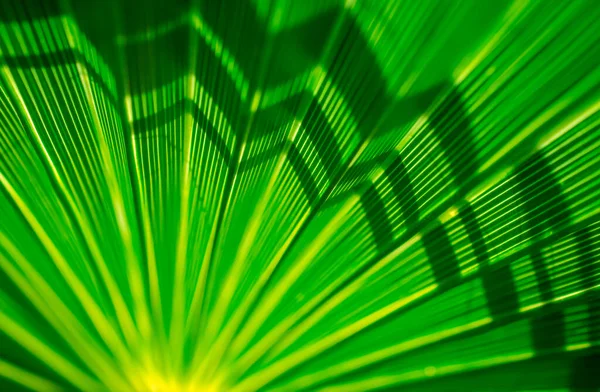 Textur Der Grünen Palmblätter — Stockfoto
