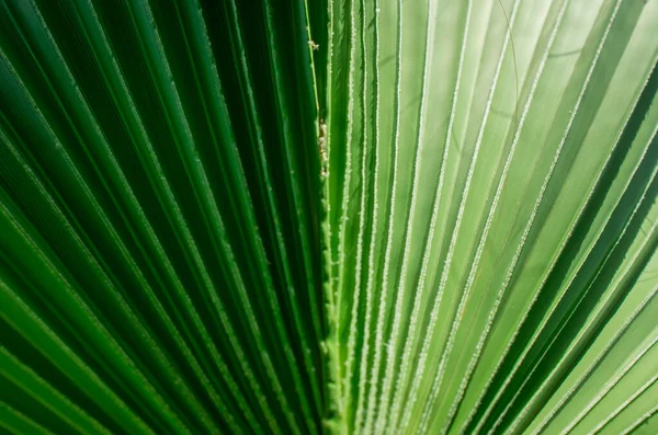 Textur Gröna Palmblad — Stockfoto