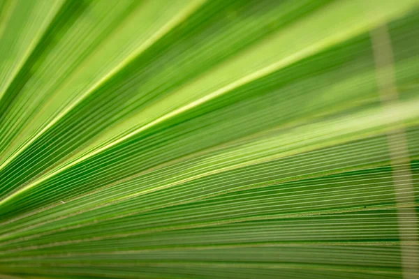 Struktura Zelených Palmových Listů — Stock fotografie