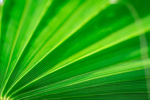 Yeşil palmiye yapraklarının dokusu