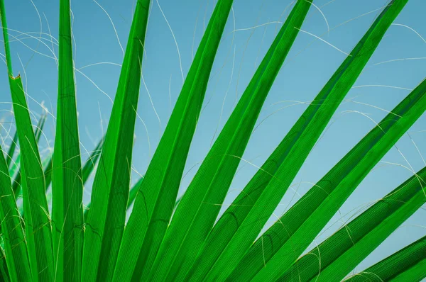 Texture Green Palm Leaves — Stock Photo, Image