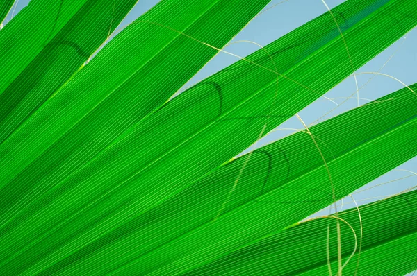Texture Des Feuilles Palmier Vert — Photo