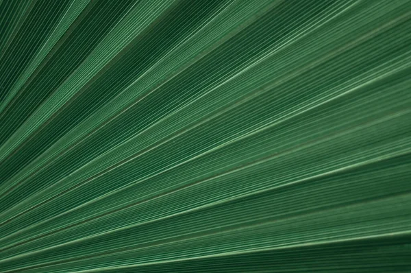 Yeşil palmiye yapraklarının dokusu