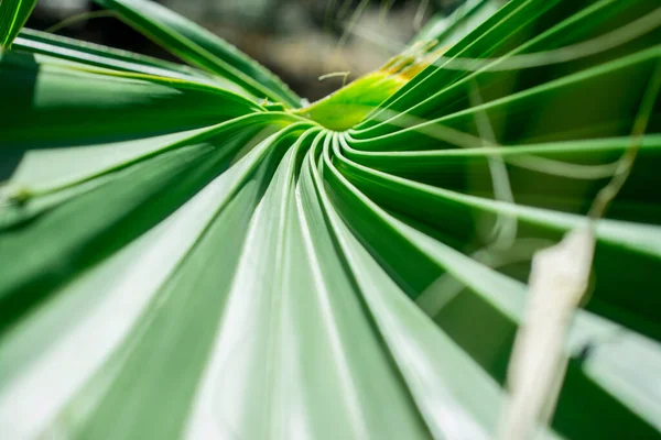 Texture Green Palm Leaves — Stock Photo, Image