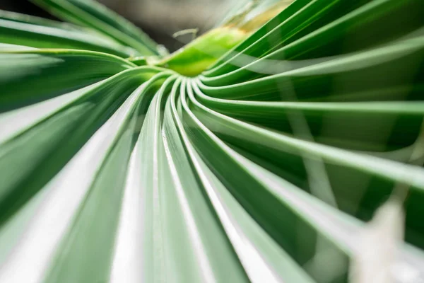 Texture Green Palm Leaves — Stock Photo, Image