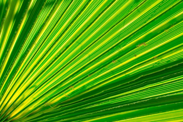 Struktura Zelených Palmových Listů — Stock fotografie