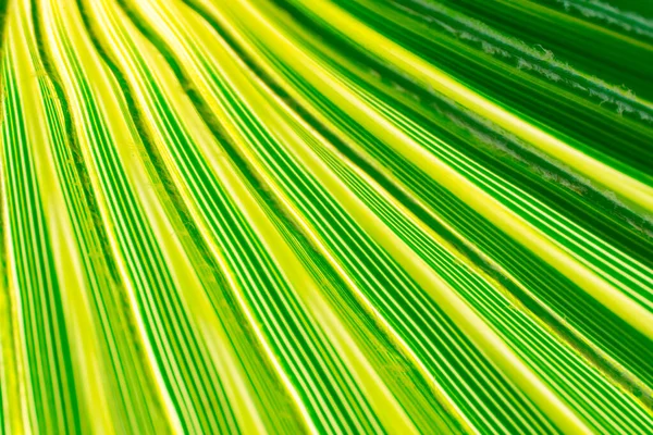 Texture Des Feuilles Palmier Vert — Photo