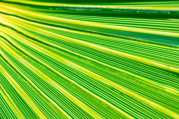 Struktura Zelených Palmových Listů — Stock fotografie