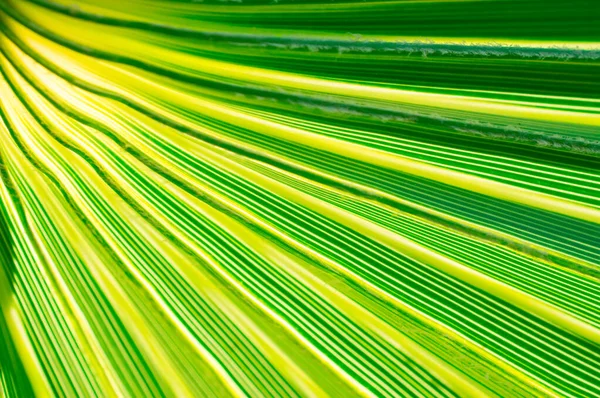 Texture of green palm leave