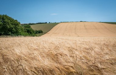 Genç buğday kulakları organik tahıl tarlasında büyüyor ve olgunlaşıyor.