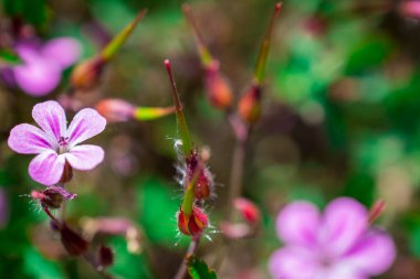 Yazın açan pembe küçük çiçek