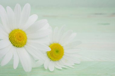 Beyaz arkaplanda Daisy çiçeği