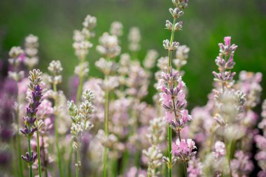 Somerset kırsalındaki bir tarlada büyüyen lavanta ağaçları.,