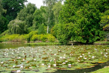 Sheffield Park Gölü ve Doğu Sussex, İngiltere 'deki bahçeler.
