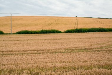 Genç buğday kulakları organik tahıl tarlasında büyüyor ve olgunlaşıyor.