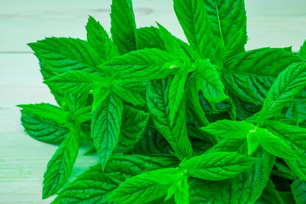 Bunch of fresh mint on the green background