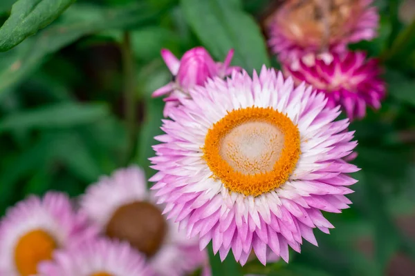 Xerochrysum Bracteatum Golden Everlasting Strawflower Bloom — Stock Photo, Image